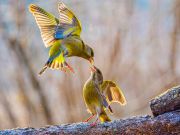 002 Joseph Gebhardt 1